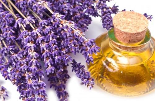 lavender-oil